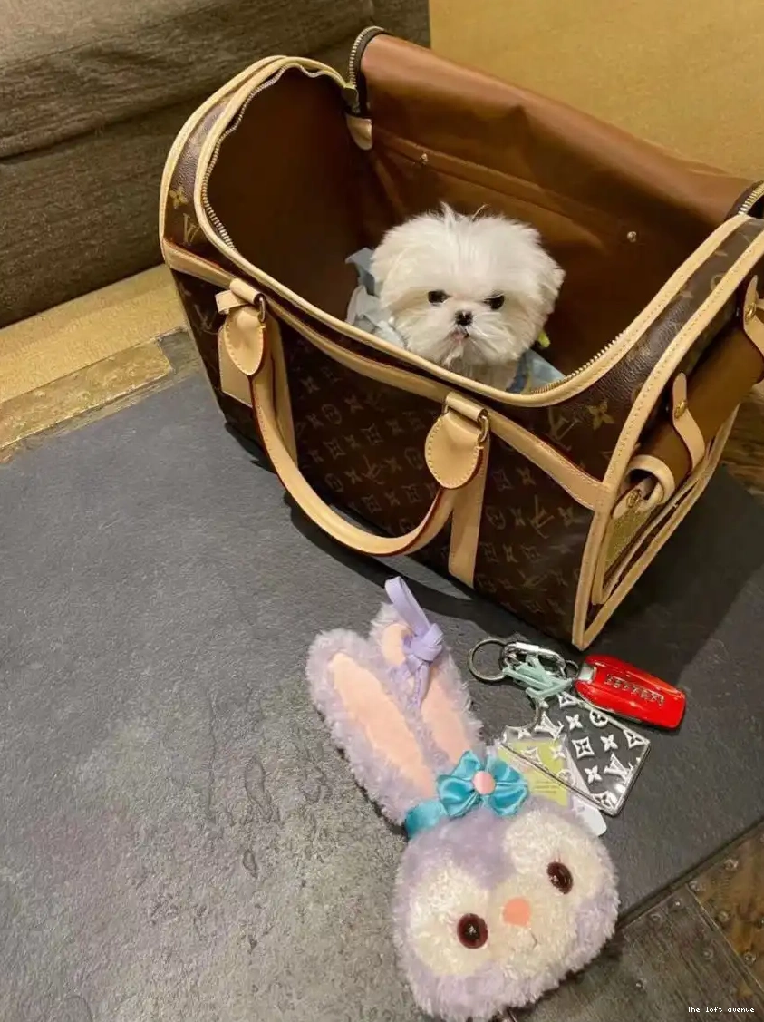 CUSTOM PET BAG LV 0524